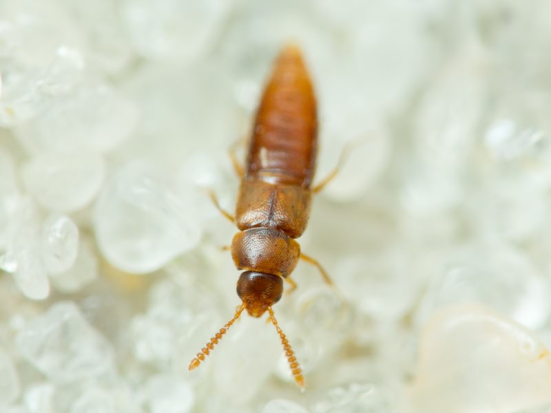 Staphylinidae Latreille, 1802